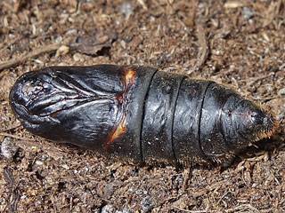 Alpiner Ringelspinner  Malacosoma alpicola