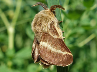 Alpiner Ringelspinner  Malacosoma alpicola