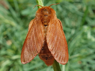 Alpiner Ringelspinner  Malacosoma alpicola