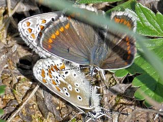 Kleiner Sonnenrschen-Bluling Aricia agestis Brown Argus 