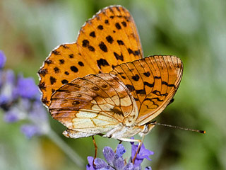 Brombeer-Perlmuttfalter  Brenthis daphne