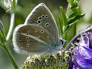 Weidolch-Bluling   Polyommats ( Agrodiaetus ) damon   Damon Blue