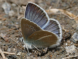 Weidolch-Bluling   Polyommats ( Agrodiaetus ) damon   Damon Blue