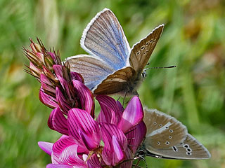 Weidolch-Bluling   Polyommats ( Agrodiaetus ) damon   Damon Blue