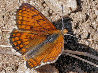 Melitaea varia  B�ndner Scheckenfalter  Westalpiner Scheckenfalter G Grisons Fritillary