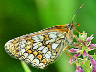 Melitaea varia  B�ndner Scheckenfalter  Westalpiner Scheckenfalter G Grisons Fritillary