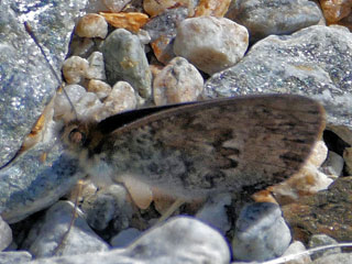 Gletscherfalter  Oeneis glacialis  Alpine Grayling