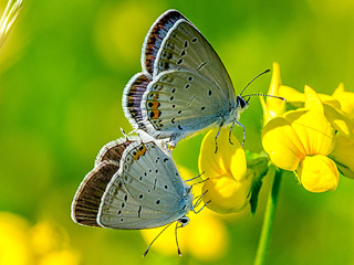 Kurzschwnziger Bluling  Short-tailed Blue