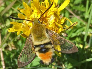 Skabiosenschwärmer   Hemaris tityus   Narrow-bordered Bee Hawk-moth  Skabiosen-Schwärmer