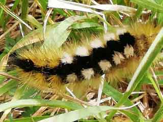 Raupe Ginster-Streckfu