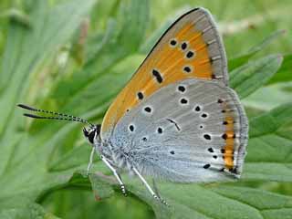 Lycaena dispar   Groer Feuerfalter Large Copper