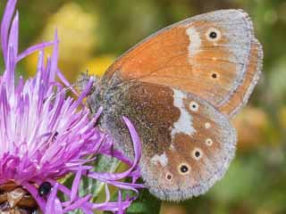 Groes Wiesenvgelchen Coenonympha tullia Large Heath 