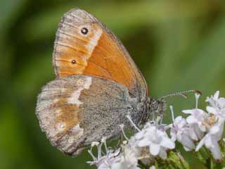 Groes Wiesenvgelchen Coenonympha tullia Large Heath 