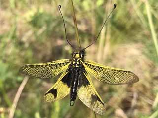  Libelloides longicornis