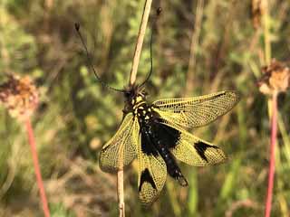  Libelloides longicornis