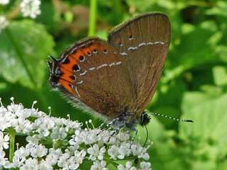 Pflaumen-Zipfelfalter Satyrium pruni Black Hairstreak 