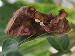 Chrysodeixis chalcites