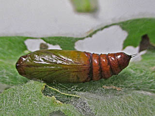 Chrysodeixis chalcites