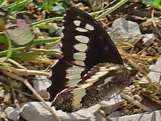 Weisser Waldportier  Brintesia circe