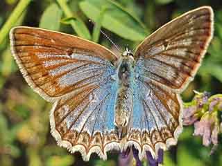 Weibchen Zahnflgel-Bluling weiblich Meleageria daphnis Meleager's Blue