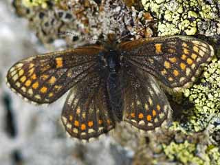 Melitaea asteria  Ostalpiner Scheckenfalter  Little Fritillary