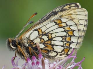 Melitaea asteria  Ostalpiner Scheckenfalter  Little Fritillary