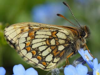 Melitaea asteria  Ostalpiner Scheckenfalter  Little Fritillary