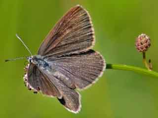 Dunkler Wiesenknopf-Ameisenbluling   Maculinea nausithous