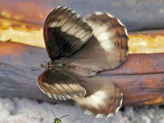 Groer Waldportier  Hipparchia fagi