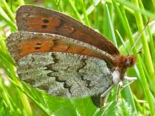 Graubrauner Mohrenfalter  Dewy Ringlet  Erebia pandrose