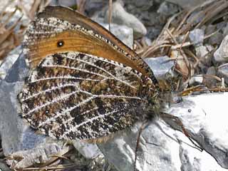 Gletscherfalter  Oeneis glacialis  Alpine Grayling