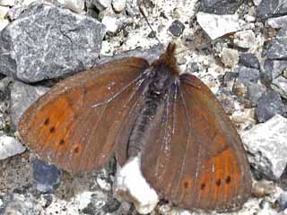 Graubrauner Mohrenfalter  Dewy Ringlet  Erebia pandrose