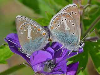 Storchschnabel-Bläuling Polyommatus (Aricia) eumedon Geranium Argus