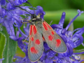Alpen-Widderchen Mountain Burnet Zygaena exulans