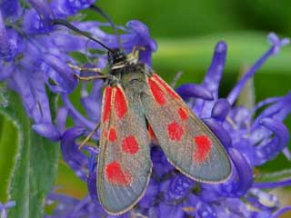 Alpen-Widderchen  Mountain Burnet Zygaena exulans