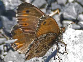 Gletscherfalter  Oeneis glacialis  Alpine Grayling