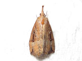 Hopfen-Schnabeleule   Hypena rostralis   Buttened Snout