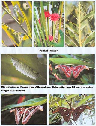 Attacus atlas  Atlasspinner Atlas moth