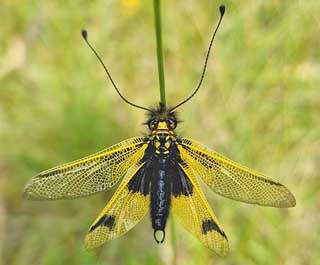  Libelloides longicornis