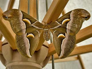 Gtterbaum-Spinner Ailanthus-Spinner Samia cynthia Cynthia Moth