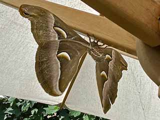 Gtterbaum-Spinner Ailanthus-Spinner Samia cynthia Cynthia Moth