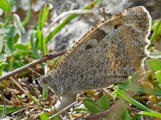 Weibchen Berghexe Chazara briseis The Hermit