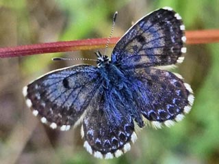 Fetthennenbluling