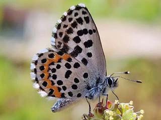 Fetthennenbluling