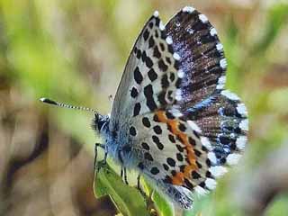 Fetthennenbluling