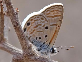 Azanus ubaldus  Bright Babul Blue