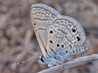Azanus ubaldus  Bright Babul Blue