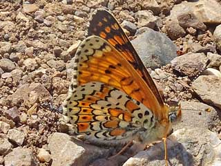 Melitaea ornata