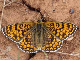 Melitaea ornata