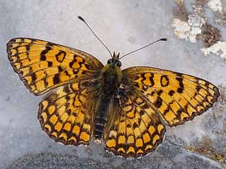 Melitaea ornata